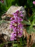 Orchis brancifortii